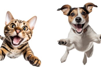 SPA Vauclusienne : venez rencontrer les animaux dynamiques du refuge