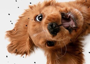 La SPA vauclusienne célèbre la Journée mondiale des animaux