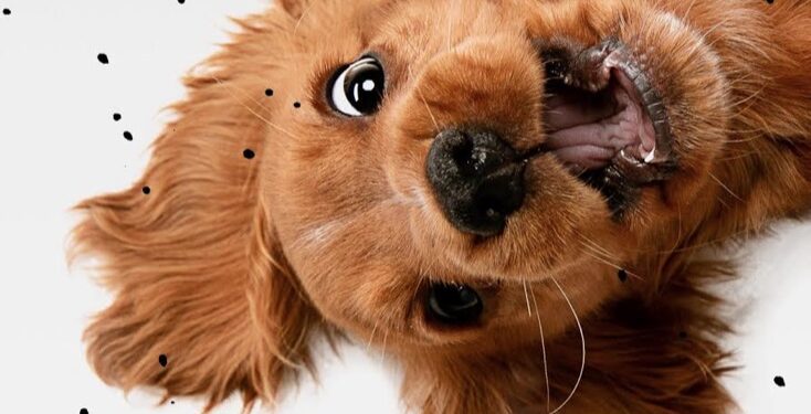 La SPA vauclusienne célèbre la Journée mondiale des animaux