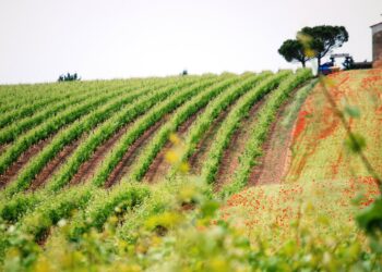 Vignoble :  « Il y a une âme Costières »