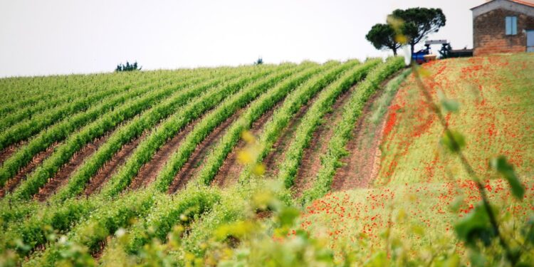 Vignoble : « Il y a une âme Costières »
