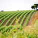 Vignoble : « Il y a une âme Costières »