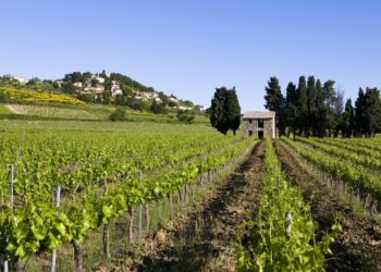 Mise en place d’un dispositif de prêts bonifiés pour les entreprises viticoles