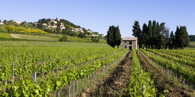 Mise en place d’un dispositif de prêts bonifiés pour les entreprises viticoles