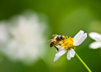 Sorgues fête la science et la biodiversité