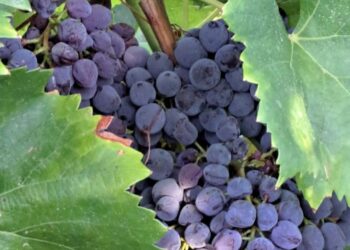 Des raisins plus résistants, productifs et tardifs, c’est ce à quoi réfléchit le Domaine Expérimental de Piolenc