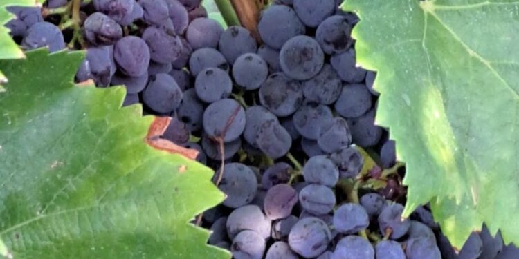 Des raisins plus résistants, productifs et tardifs, c’est ce à quoi réfléchit le Domaine Expérimental de Piolenc