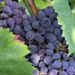 Des raisins plus résistants, productifs et tardifs, c’est ce à quoi réfléchit le Domaine Expérimental de Piolenc
