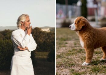 Palais des papes : dîner à l’aveugle au profit des chiens guides de la Fondation Gaillanne