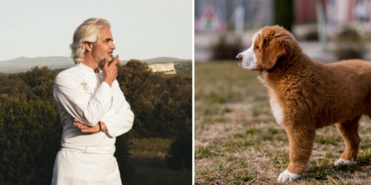 Palais des papes : dîner à l’aveugle au profit des chiens guides de la Fondation Gaillanne