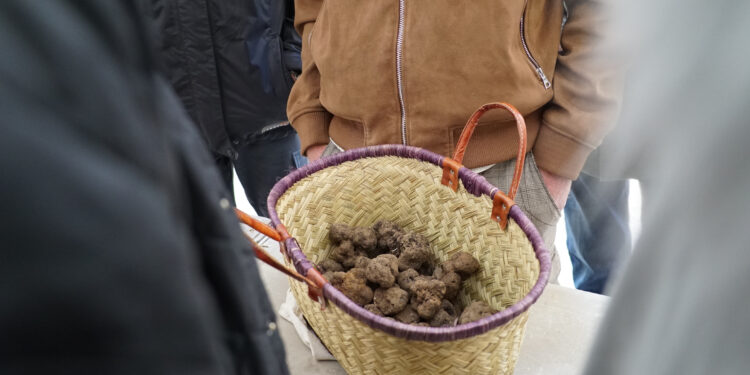 Le traditionnel marché aux truffes de Carpentras fait son retour