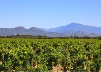 Le gouvernement débloque un fonds d’urgence pour les viticulteurs en difficulté