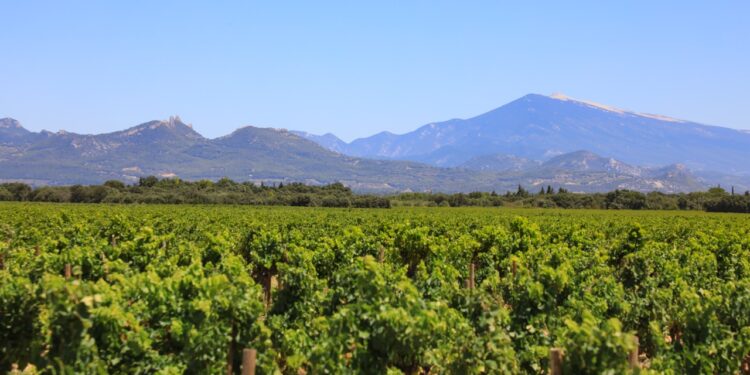 Le gouvernement débloque un fonds d’urgence pour les viticulteurs en difficulté