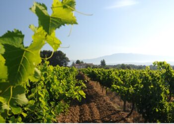 Le vignoble des Côtes du Rhône mis en lumière dans un ouvrage ‘Rando-vin’
