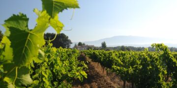 Le vignoble des Côtes du Rhône mis en lumière dans un ouvrage &lsquo;Rando-vin&rsquo;