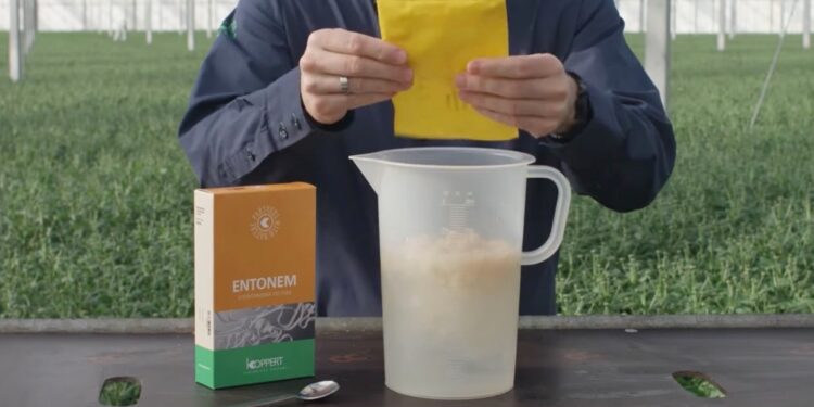 L’entreprise cavaillonnaise Koppert remporte le 1ᵉʳ prix aux Paysalia Innovations Awards