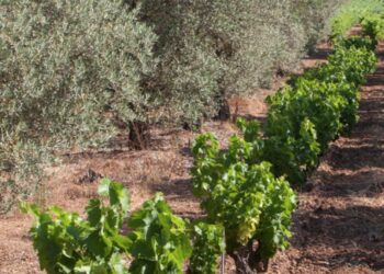 Côtes du Rhône : les vignobles font de la place pour les arbres et arbustes