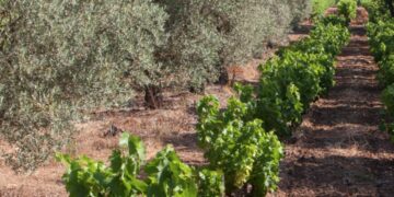 Côtes du Rhône : les vignobles font de la place pour les arbres et arbustes