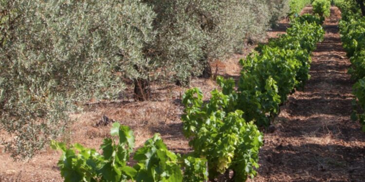 Côtes du Rhône : les vignobles font de la place pour les arbres et arbustes