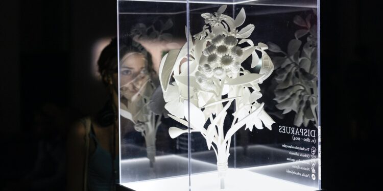 Avignon : le Grenier à sel prolonge son exposition ‘Ce que disent les plantes’