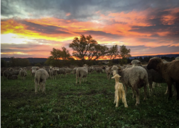 (Vidéo) Volubilis Avignon, Paroles de bergères