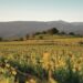 L’AOC Ventoux étend son territoire aux communes de Velleron et L’Isle-sur-la-Sorgue