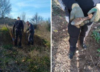 Saint-Didier : partis débusquer des sangliers, les chasseurs découvrent un obus de la seconde guerre mondiale