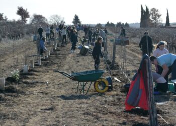 Les collégiens de Mazan plantent 250 arbres fruitiers