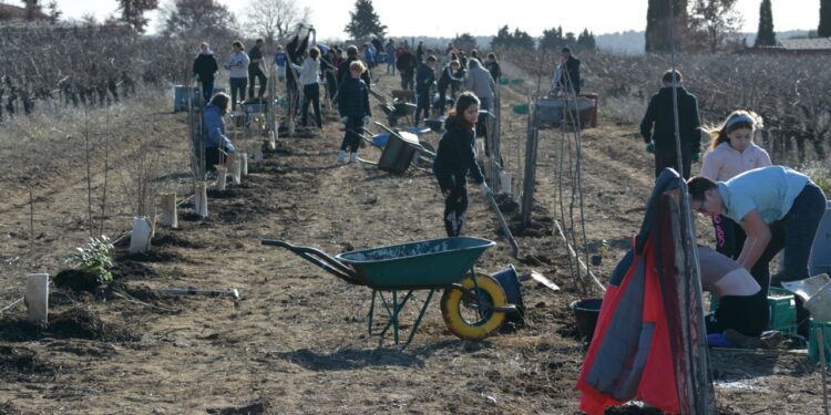 Les collégiens de Mazan plantent 250 arbres fruitiers