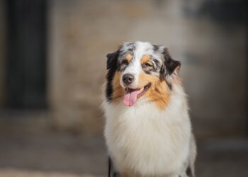Quelle est la race de chien préférée en Provence-Alpes-Côte d’Azur ?