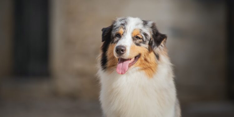 Quelle est la race de chien préférée en Provence-Alpes-Côte d’Azur ?