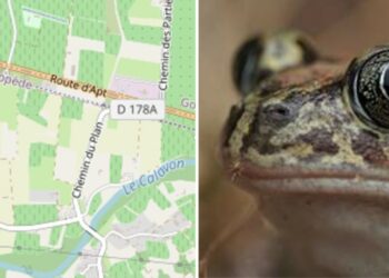 Oppède : un crapauduc temporaire pour faciliter la préservation de 7 espèces protégées