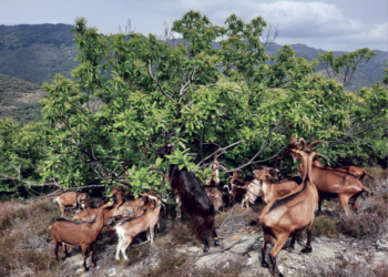 Avignon, Cardère éditeur, pour la reconquête des espaces pastoraux dans le Sud de la France