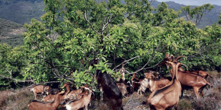 Avignon, Cardère éditeur, pour la reconquête des espaces pastoraux dans le Sud de la France