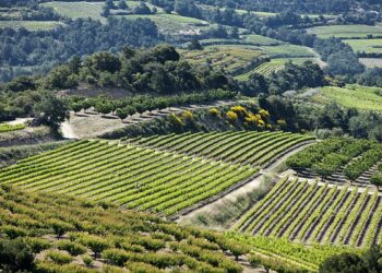 Vallée du Rhône : les appellations d’origine tirent leur épingle du jeu et progressent, les autres stagnent