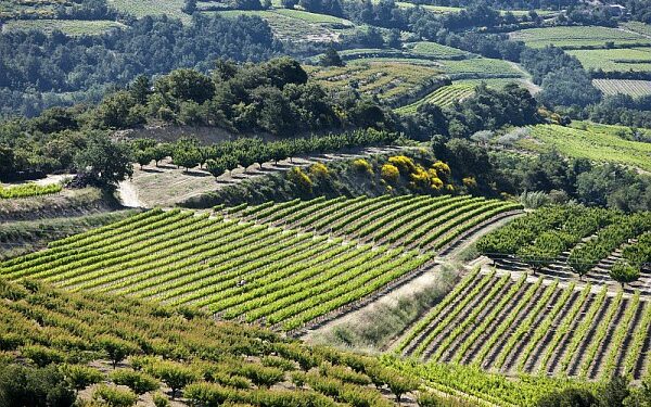Vallée du Rhône : les appellations d’origine tirent leur épingle du jeu et progressent, les autres stagnent