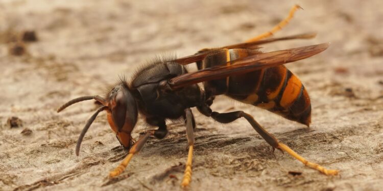 Carpentras annonce une nouvelle date pour sa vente de pièges à frelons asiatiques