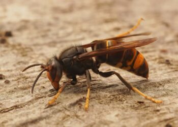 La Ville de Carpentras lutte contre les frelons asiatiques