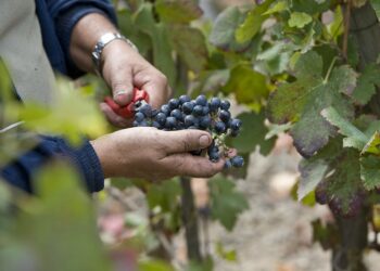 Un fonds d’urgence pour soutenir les exploitations viticoles en Vaucluse
