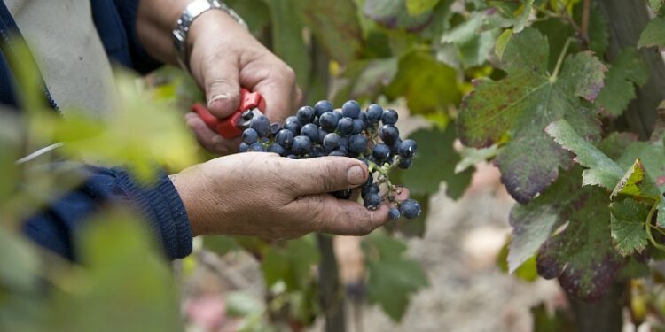 Un fonds d’urgence pour soutenir les exploitations viticoles en Vaucluse