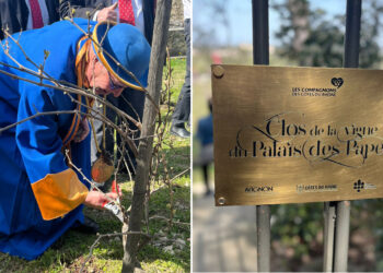 Avignon taille sa Vigne du Palais des Papes le jour du printemps