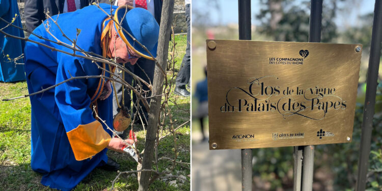 Avignon taille sa Vigne du Palais des Papes le jour du printemps