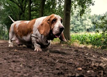 Une journée pour les animaux à longues oreilles à la SPA vauclusienne
