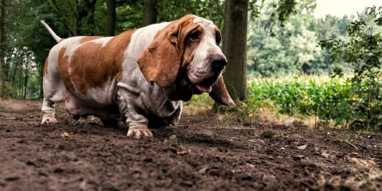 Une journée pour les animaux à longues oreilles à la SPA vauclusienne