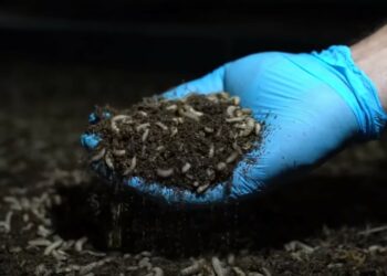 Cavaillon : avec Mutatec, des mouches pour nourrir les animaux et demain, les hommes