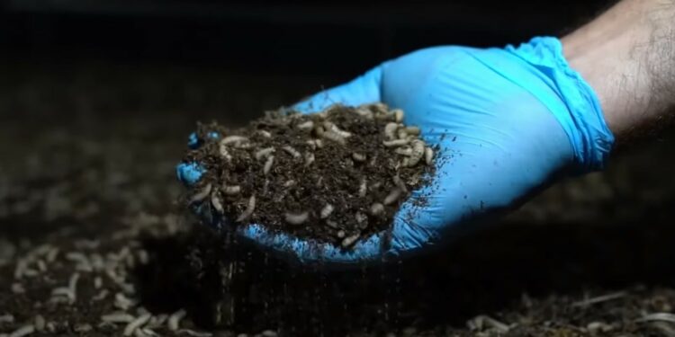 Cavaillon : avec Mutatec, des mouches pour nourrir les animaux et demain, les hommes