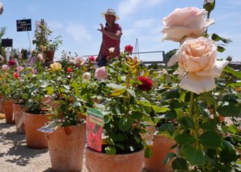 Caumont-sur-Durance annule sa fête des plantes ‘Hortus Botanicus’