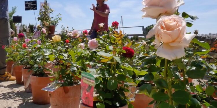 Caumont-sur-Durance annule sa fête des plantes ‘Hortus Botanicus’