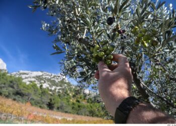 Isera-Isema : l’huile d’olive, un filon en or