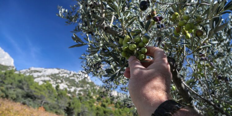 Isera-Isema : l’huile d’olive, un filon en or